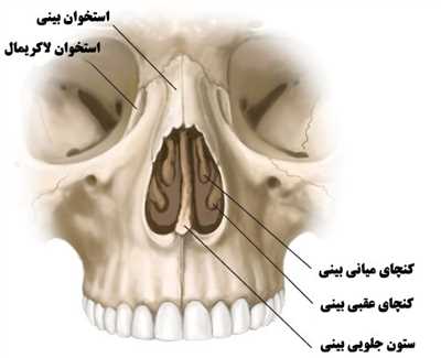 بینی های استخوانی بینی هایی هستند که دارای قوز و برجستگی هستند این بینی ها از نیمرخ ظاهر نا زیبایی دارند و با جراحی قابل اصلاح هستند. در این مقاله با عمل جراحی بینی استخوانی در شیراز همراه با شما عزیزان هستیم. لطفا تا انتها این مقاله پزشکی را مطالعه کنید.